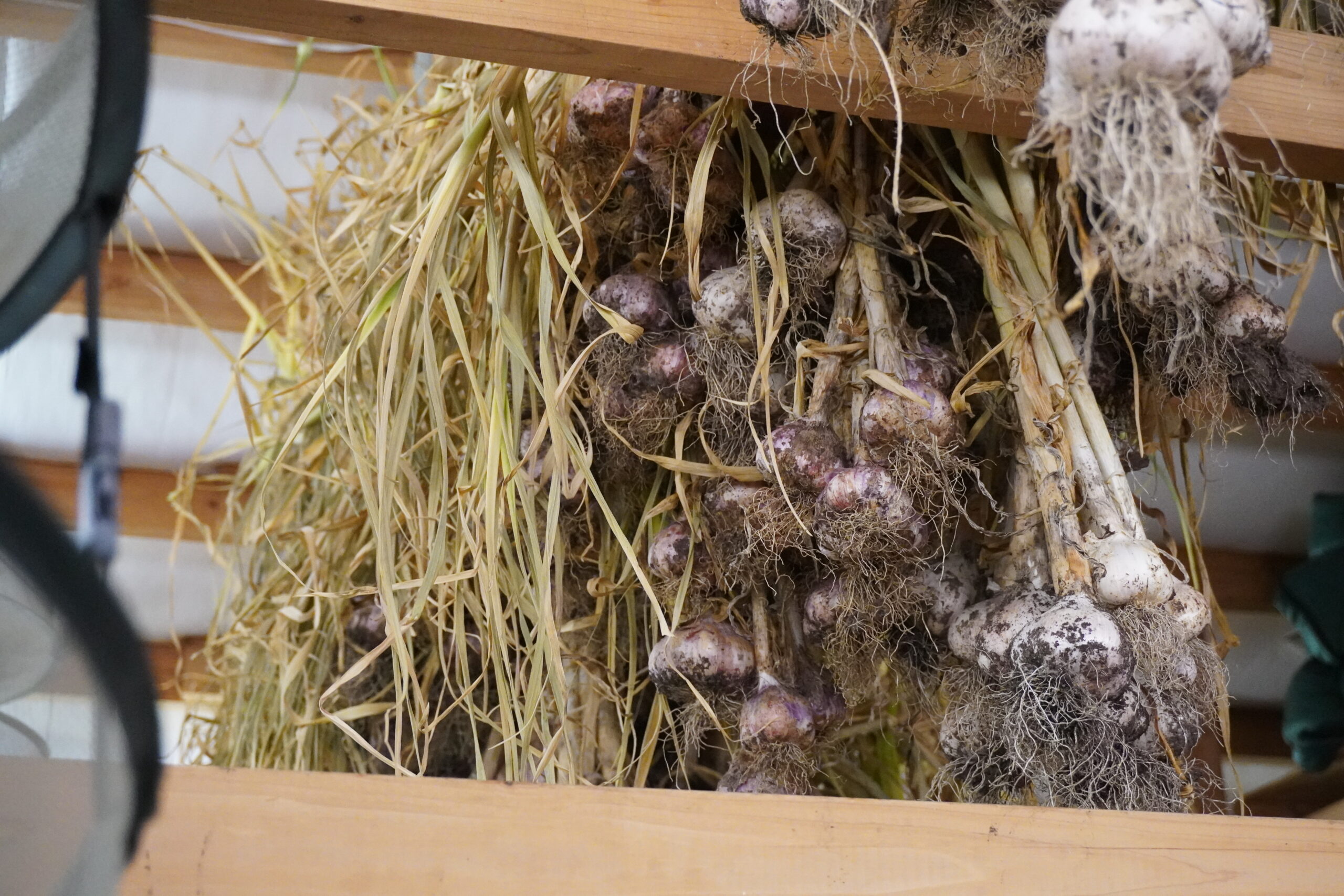 Rose Island Farm Garlic
